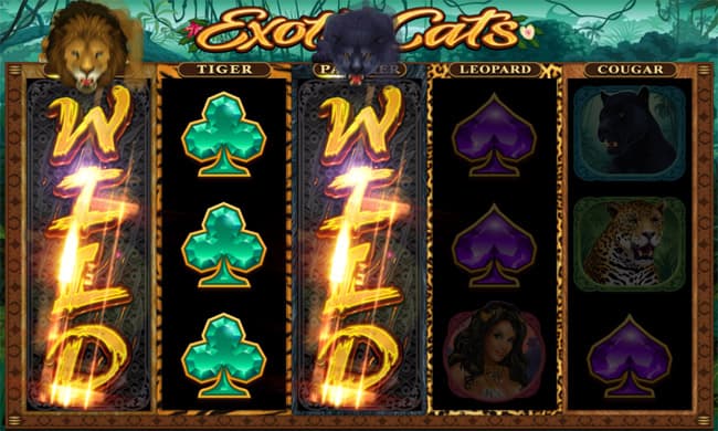 Exotic Cats slot Microgaming